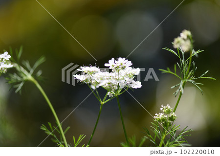 パクチー（コリアンダー）の花 102220010