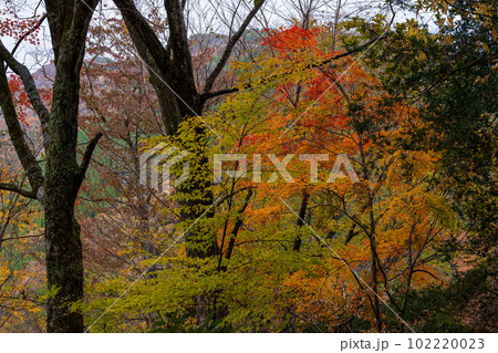 絶景　秋の紅葉に映える(せんだん轟の滝)　遊歩道から観える紅葉景色(五家荘)「熊本県八代市泉町柿迫」 102220023