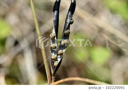 カラスノエンドウの実 カラスノエンドウの実 102220091