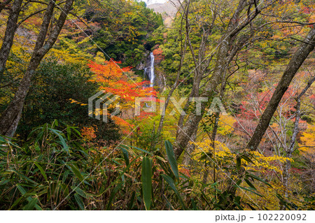 絶景 秋の紅葉に映える(せんだん轟の滝) 遊歩道から観える紅葉景色(五家荘)「熊本県八代市泉町柿迫」 絶景 秋の紅葉に映える(せんだん轟の滝) 遊歩道から観える紅葉景色(五家荘)「熊本県八代市泉町柿迫」 102220092