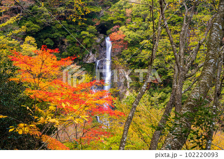 絶景　秋の紅葉に映える(せんだん轟の滝)　遊歩道から観える紅葉景色(五家荘)「熊本県八代市泉町柿迫」 102220093