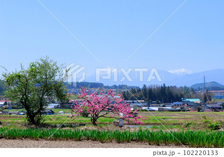 5月の八ヶ岳と南アルプス 麗しき八ヶ岳と南アルプス 八ヶ岳山麓と南アルプス 5月の八ヶ岳と南アルプス 麗しき八ヶ岳と南アルプス 八ヶ岳山麓と南アルプス 102220133