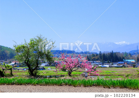 5月の八ヶ岳と南アルプス 麗しき八ヶ岳と南アルプス 八ヶ岳山麓と南アルプス 5月の八ヶ岳と南アルプス 麗しき八ヶ岳と南アルプス 八ヶ岳山麓と南アルプス 102220134