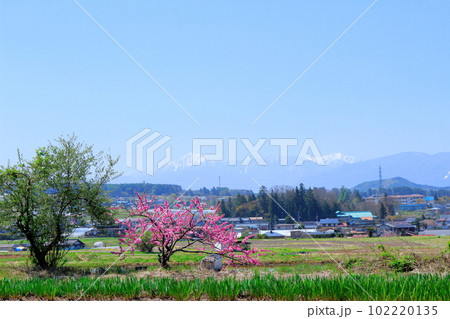 5月の八ヶ岳と南アルプス 麗しき八ヶ岳と南アルプス 八ヶ岳山麓と南アルプス 5月の八ヶ岳と南アルプス 麗しき八ヶ岳と南アルプス 八ヶ岳山麓と南アルプス 102220135