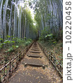 坂道　階段　竹林　 102220458