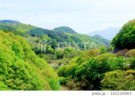 新緑の北杜地域　　　谷を彩る新緑　　　春の樹木　　花と植物が織りなす色紙　 102220863