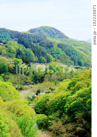 新緑の北杜地域　　　谷を彩る新緑　　　春の樹木　　花と植物が織りなす色紙　 102220871