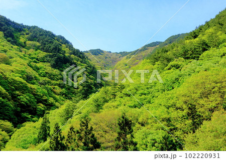 新緑の北杜地域　　　谷を彩る新緑　　　春の樹木　　花と植物が織りなす色紙　 102220931