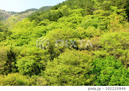 新緑の北杜地域　　　谷を彩る新緑　　　春の樹木　　花と植物が織りなす色紙　 102220946