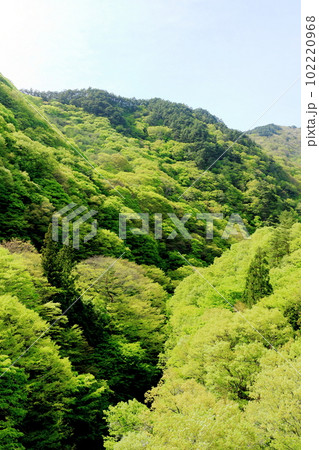 新緑の北杜地域　　　谷を彩る新緑　　　春の樹木　　花と植物が織りなす色紙　 102220968