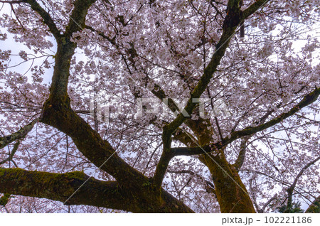 【京都風景】醍醐寺　豊臣の栄華を極めた花見桜 102221186