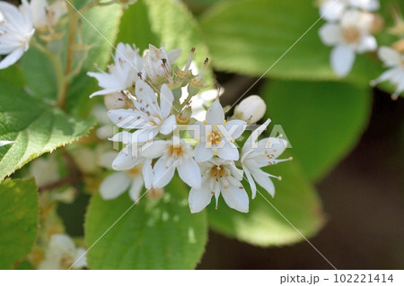 ウツギの花 102221414