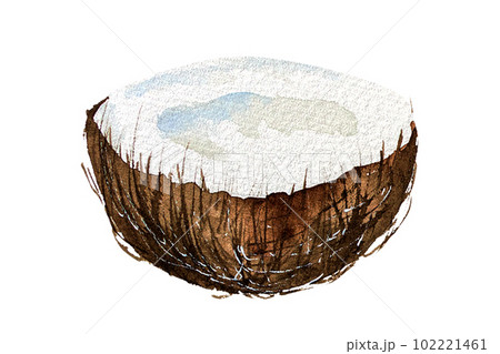 Watercolor illustration of coconut. Coconut fruits, pieces of coconut watercolor. Coconut drawing isolated 102221461