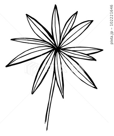 hand draw sketch wildflowers lupinus leaves, flowers, parts of the plant hand draw sketch wildflowers lupinus leaves, flowers, parts of the plant 102221646
