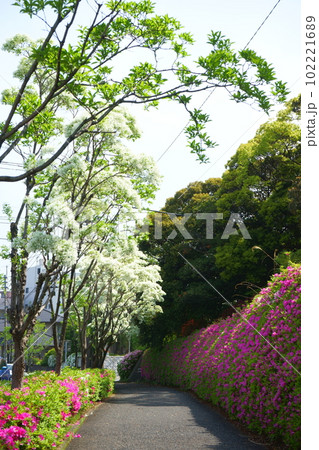 ナンジャモンジャとツツジに囲まれた散歩道 ナンジャモンジャとツツジに囲まれた散歩道 102221689