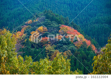 秋の紅葉に映える五家荘　せんだん轟(とどろ)の滝へ行く途中から観える紅葉に染まる景色(八代市泉町) 102222004