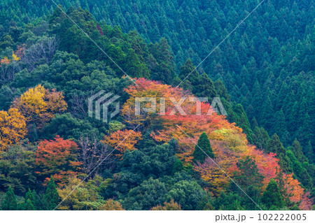秋の紅葉に映える五家荘　せんだん轟(とどろ)の滝へ行く途中から観える紅葉に染まる景色(八代市泉町) 102222005