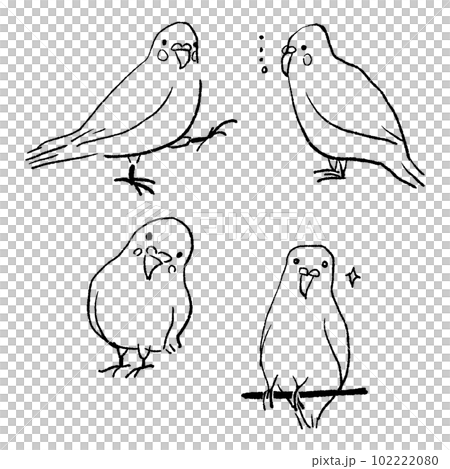 Budgie line drawing vector illustration 102222080