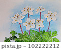 野草　バイカオウレン 102222212