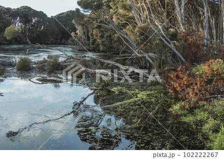 Photograph of a large lagoon full of floating debris on King Island 102222267