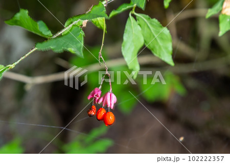 Euonymus europaeus european common spindle capsular ripening autumn fruits, red to purple or pink colors with orange seeds, autumnal colorful leaves 102222357