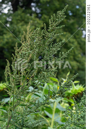 Chenopodium album is a type of annual herbaceous gray-green, covered with grayish powder plants of the Lobodaceae family Chenopodium album is a type of annual herbaceous gray-green, covered with grayish powder plants of the Lobodaceae family 102222361