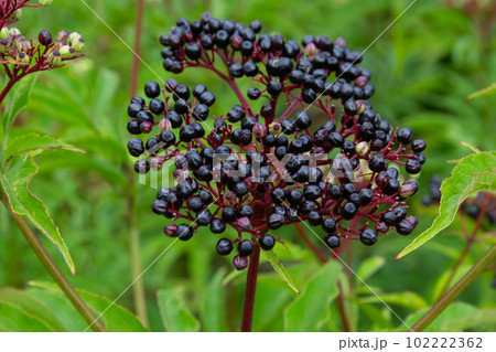 Sambucus ebulus is a poisonous perennial herb. It can also be used as a medicinal plant Sambucus ebulus is a poisonous perennial herb. It can also be used as a medicinal plant 102222362