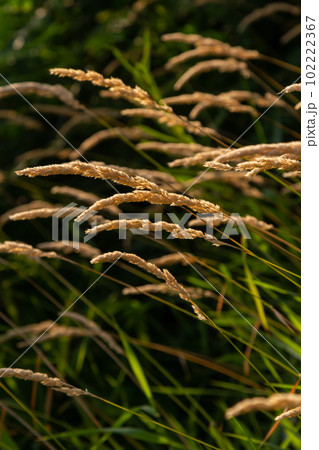 Beautiful soft focused grasses and seidges on beautiful sunny day. Spikelet flowers wild meadow plants. Sweet vernal grass Anthoxanthum odoratum and common bent Agrostis capillaris in a hay meadow Beautiful soft focused grasses and seidges on beautiful sunny day. Spikelet flowers wild meadow plants. Sweet vernal grass Anthoxanthum odoratum and common bent Agrostis capillaris in a hay meadow 102222367