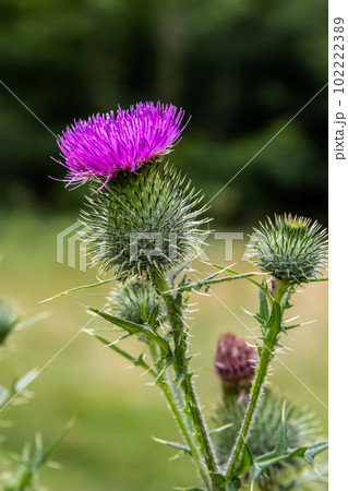Blessed milk thistle flowers in field, close up. Silybum marianum herbal remedy, Saint Mary's Thistle, Marian Scotch thistle, Mary Thistle 102222389