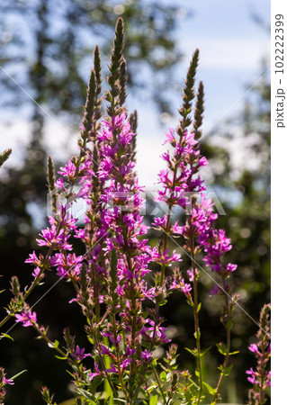Lythrum salicaria pink flowers, purple loosestrife, spiked loosestrife, purple lythrum on green meadow 102222399