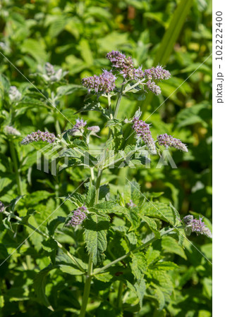 In the wild grows mint long-leaved Mentha longifolia 102222400