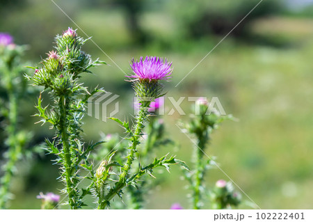 Blessed milk thistle pink flowers, close up. Silybum marianum herbal remedy plant. Saint Mary's Thistle pink blossoms. Marian Scotch thistle pink bloom. Mary Thistle, Cardus marianus flowers 102222401