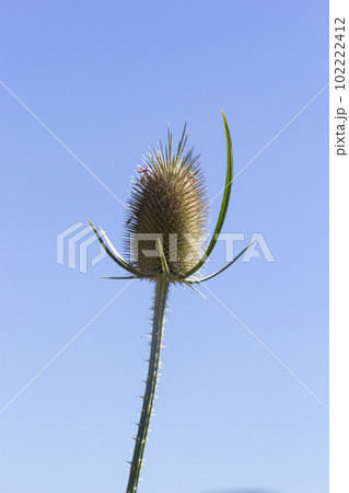 Flowers of wild teasel in autumn, also called Dipsacus fullonum or wilde karde, selected focus, Bokeh 102222412