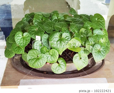 二葉葵(ふたばあおい)鉢植え 写真 ※徳川家の家紋である『三つ葉葵』のデザインの元になっている植物 二葉葵(ふたばあおい)鉢植え 写真 ※徳川家の家紋である『三つ葉葵』のデザインの元になっている植物 102222421