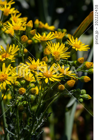yellow flowering plants of Ragwort, Jacobaea vulgaris early morning on sunny day with blue sky in summer season close up 102222438