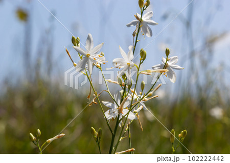 Anthericum ramosum, known as branched St Bernard's-lily, white flower, herbaceous perennial plant, blurred dark green background, selective focus Anthericum ramosum, known as branched St Bernard's-lily, white flower, herbaceous perennial plant, blurred dark green background, selective focus 102222442