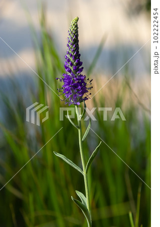 Flowers Veronica spiky is a perennial herbaceous plant, a species of the genus Veronica, the Plantain family Flowers Veronica spiky is a perennial herbaceous plant, a species of the genus Veronica, the Plantain family 102222454