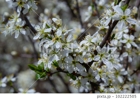 Blackthorn prunus spinosa sloe plant shrub white flower bloom blossom detail spring wild fruit 102222505