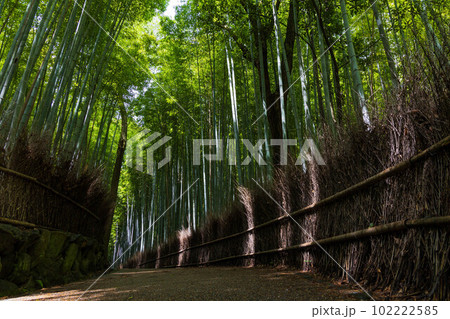 古都京都　嵯峨嵐山の夏　竹林の小径 102222585