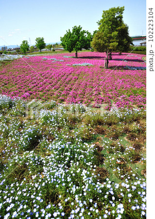 三ツ又池公園の芝桜 102223104