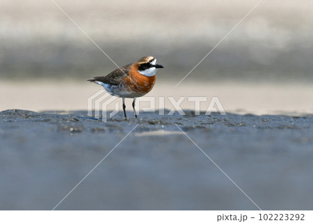 春と秋の渡りの時期に海辺に渡来するオレンジ色と白黒の美しい水鳥メダイチドリ 春と秋の渡りの時期に海辺に渡来するオレンジ色と白黒の美しい水鳥メダイチドリ 102223292