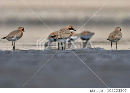 春と秋の渡りの時期に海辺に渡来するオレンジ色と白黒の美しい水鳥メダイチドリ 102223305