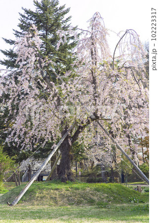 春の朝 北の郭に咲く枝垂れ桜の古木 弘前城 青森県 春の朝 北の郭に咲く枝垂れ桜の古木 弘前城 青森県 102223317