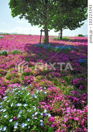 三ッ又池公園の芝桜 三ッ又池公園の芝桜 102223343
