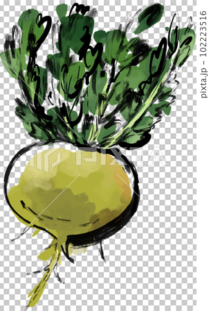 黄緑色のマカ 水彩画風ベクターイラスト 102223516