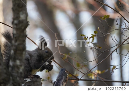 保存した餌を食べるエゾリス 保存した餌を食べるエゾリス 102223760