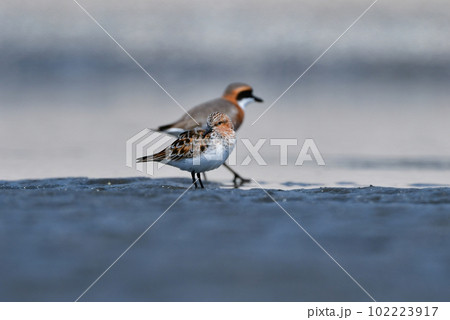 春と秋に海辺の干潟に渡来する赤い羽が美しい小さな水鳥トウネン 102223917