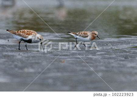 春と秋に海辺の干潟に渡来する赤い羽が美しい小さな水鳥トウネン 102223923