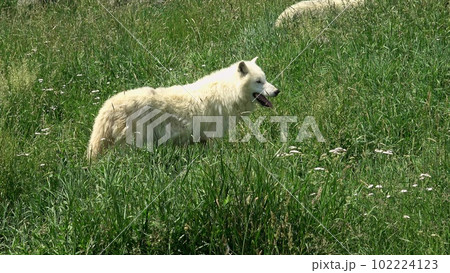 Arctic Wolf (Canis lupus arctos) 102224123
