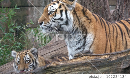 Siberian tiger, Panthera tigris altaica 102224124